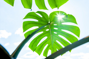 white different tropical texture green leaves ray sun natural fresh summer monstera ufo spring...