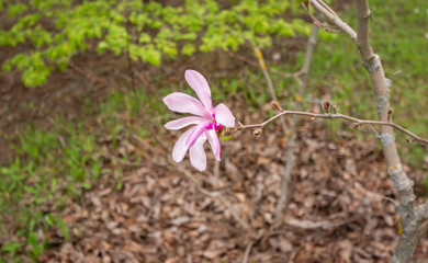 spring blossom in garden