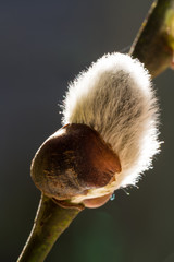 Close up of emerging pussy willow in spring
