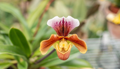 Fototapeta premium blossom of orchid