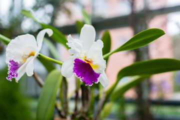 blossom of orchid