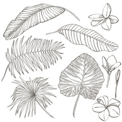 Fototapeta na wymiar Tropical palm leaves. Graphic illustration. Engraved jungle leaves.