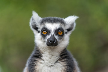 Close up of Lemur with green background