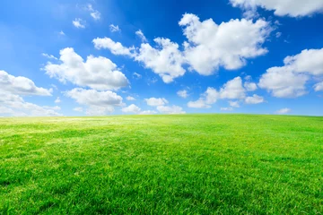 Fotobehang Gras Groen gras en blauwe lucht met witte wolken