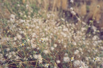 Dry brown grass flower field, weed plant closeup