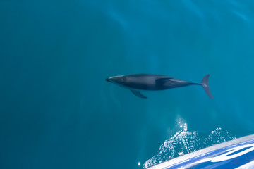 Delfin schwimmt