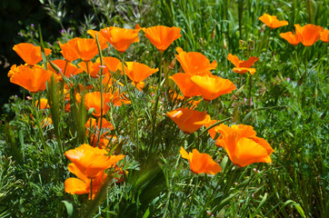 żółte pomarańczowe maki yellow orange poppy