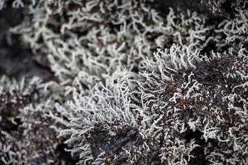 Naklejka na ściany i meble Lichen sur lave