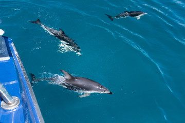 Delfinschwarm