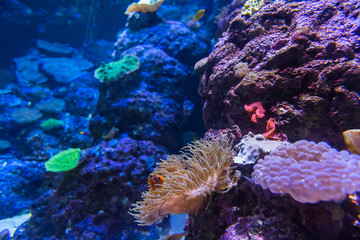 Nemo bei einer Koralle im Aquarium