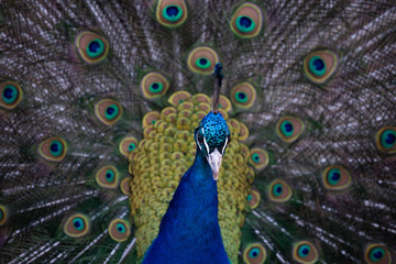 Fototapeta na wymiar Beautiful Colorful Peacock Close-Up.