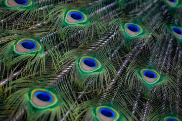 Obraz premium Beautiful Colorful Peacock Feathers Close-up.