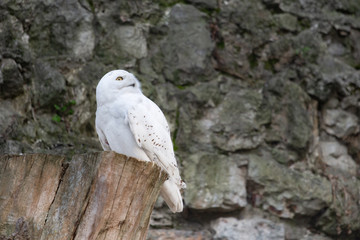 White Owl Sitting On Old Large Stump Against Mountains Background.