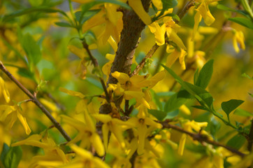 Kwiaty flowers