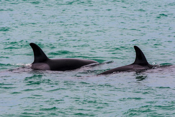Orcas hunting sea lions, Patagonia , Argentina