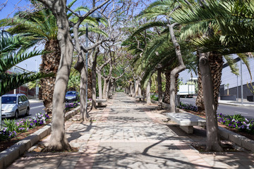 City alley for walks. Palm trees and other exotic trees.