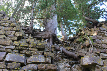 Fototapeta na wymiar Roots of the trees above the ruins of a medieval castle (Cepparello Castle), Barberino Val d'Elsa, Tuscany, Italy