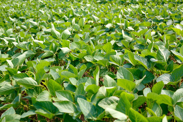 Landscape of soybean field in plains.