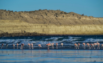 Flamingos flock, Patagonia, Argentina