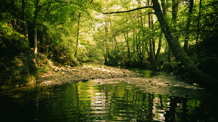 Mountain stream in green forest at summer / Zlatibor, Serbia