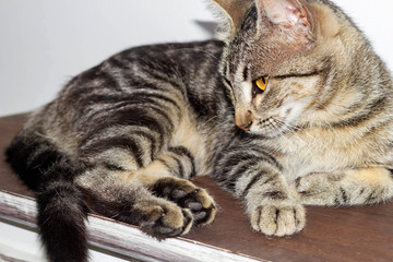 striped cat on rustic furniture. looking . attentive