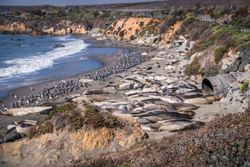 Pacific Highway Nr.1 - the seals of San Simeon