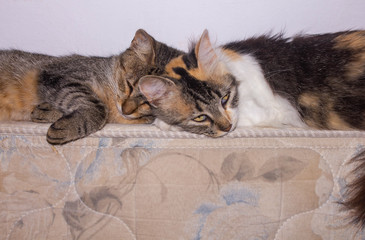 cats sleeping together. embraced. Catty love