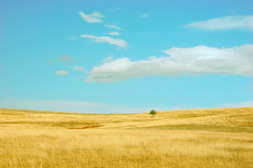 Golden fields in summer hilltops of Zlatibor mountain, Serbia / Nature park outdoors