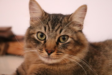 Fototapeta premium cat portrait