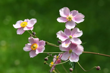herbstaster