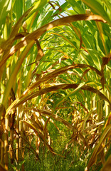 Corn field close up