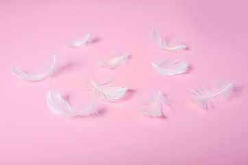 White feather soft beauty on pink background