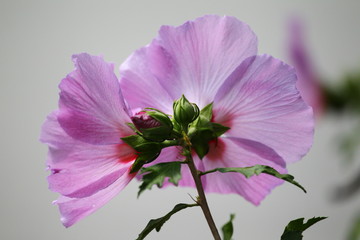 hibiskus © Hubert