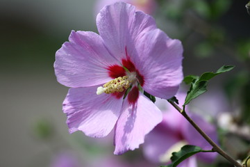 hibiskus © Hubert