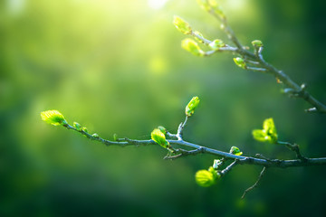 Fresh young green leaves of twig tree growing in spring. Beautiful leaf nature outdoor background...