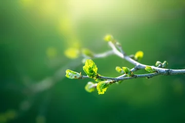 Fresh young green leaves of twig tree growing in spring. Beautiful green leaf nature outdoor background with copy space © iryna1