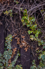 roots of a tree