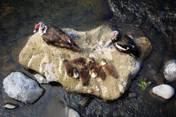 Beautiful view of a family of Muscovy ducks (Cairina moschata) on a rock in a river on the island Madeira, Portugal