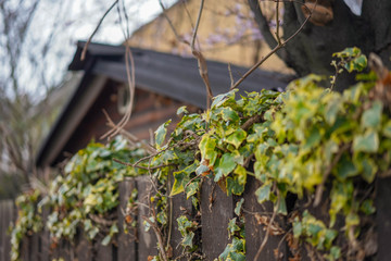 grapes in vineyard