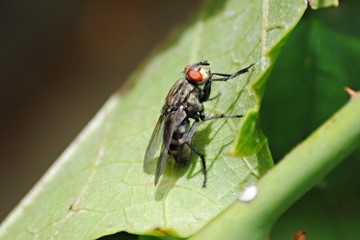 Mouche
