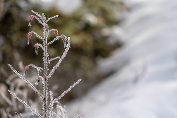 Frozen berries on a ice covered bush in the winter