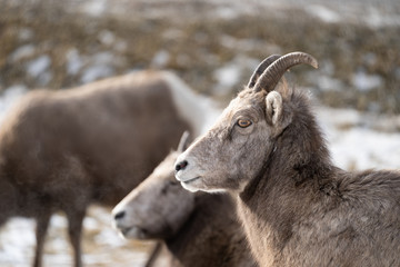 Female ewe bighorn sheep relaxing in the wild, in Radium Hot Springs British Columbia. Sheep looking to the left