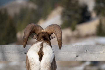 Backside butt rear view of a male ram bighorn sheep looking out over a wooden fence