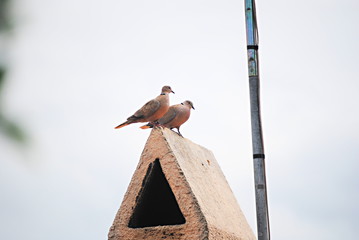 Tourterelles © Laure Cabot