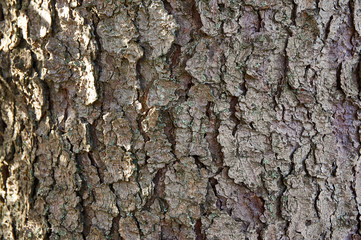 Texture pine bark cracks in the rays of sunlight. The original structure of deep cracks on the bark of a tree covered with small lichens. Nature concept for design.