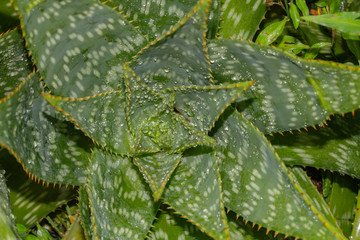 Aloe Vera, fresh leaf of Aloe Vera in farm garden