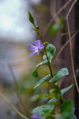 flower in the garden