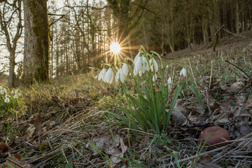 Schneeglöckchen blühen im Sonnenuntergang