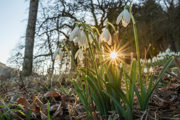 Obraz premium Schneeglöckchen blühen im Sonnenuntergang