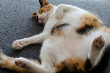 Naklejka na ściany i meble three-colored cat resting on the sofa